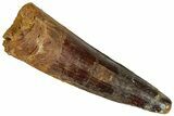 Fossil Spinosaurus Tooth - Real Dinosaur Tooth #327637-1